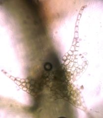 Lophocolea semiteres