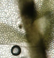 Lophocolea semiteres