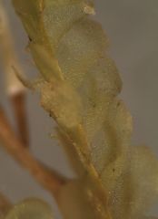 Lophocolea semiteres