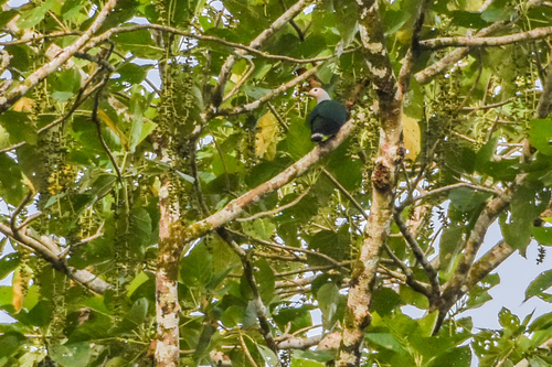 Finsch's Imperial Pigeon (Ducula finschii), photo 6