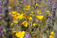 Eschscholzia androuxii