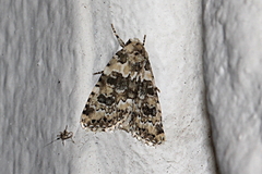 Bryophila domestica