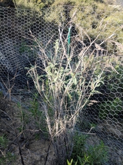 Astragalus brauntonii