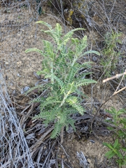 Astragalus brauntonii