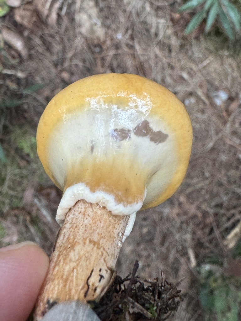 Suillus luteus · November 2023 · photo: © bealeiderman (iNaturalist, cc-by)