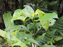 Image of Psychotria luxurians