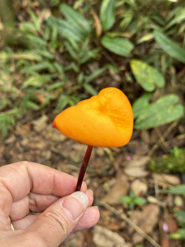 Marasmius hymenogloeus · November 2023 · photo: © bealeiderman (iNaturalist, cc-by)