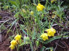 Calochortus pulchellus