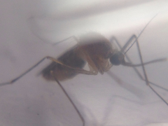 Culex erythrothorax