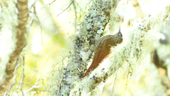 Lepidocolaptes affinis