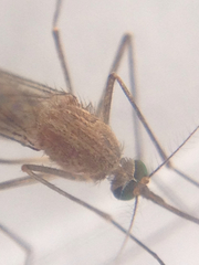 Culex erythrothorax