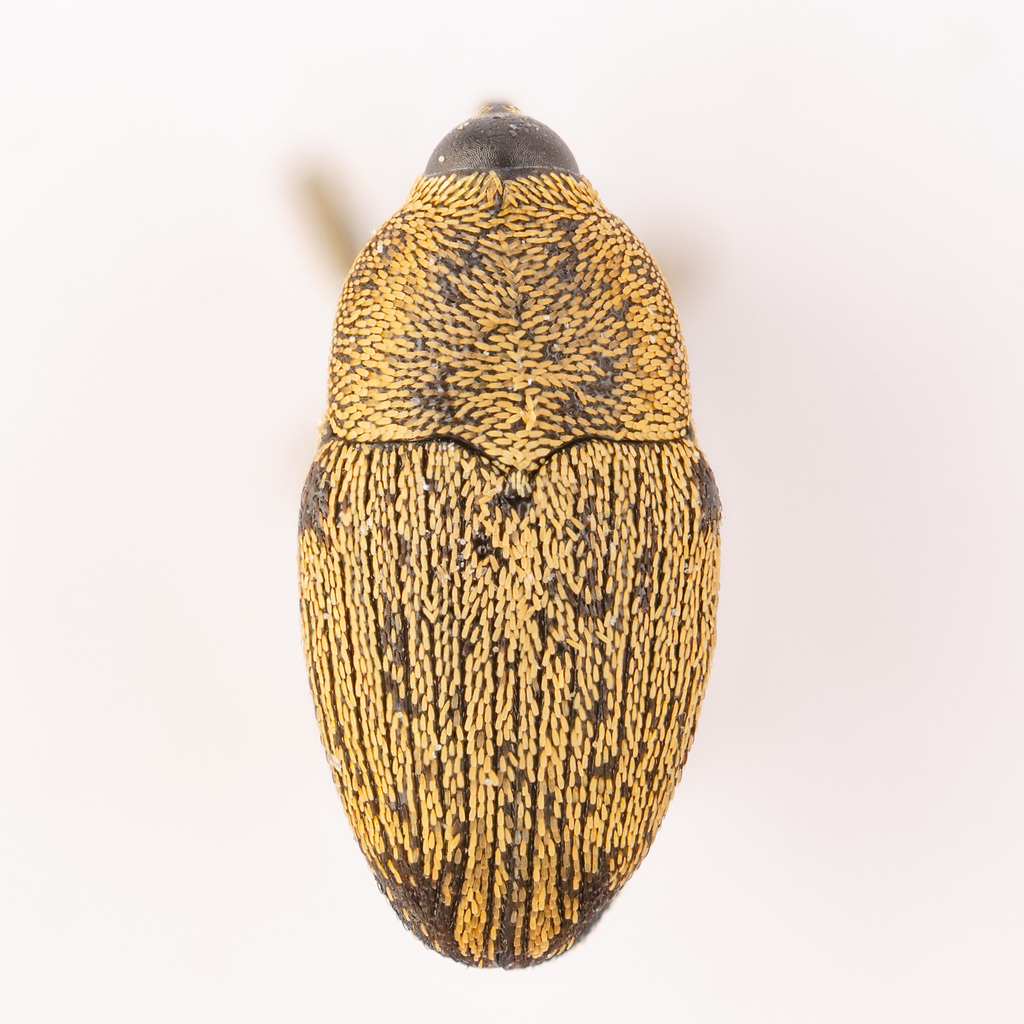 Linogeraeus neglectus