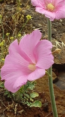 Alcea setosa