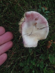 Russula nitida