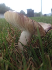 Russula nitida