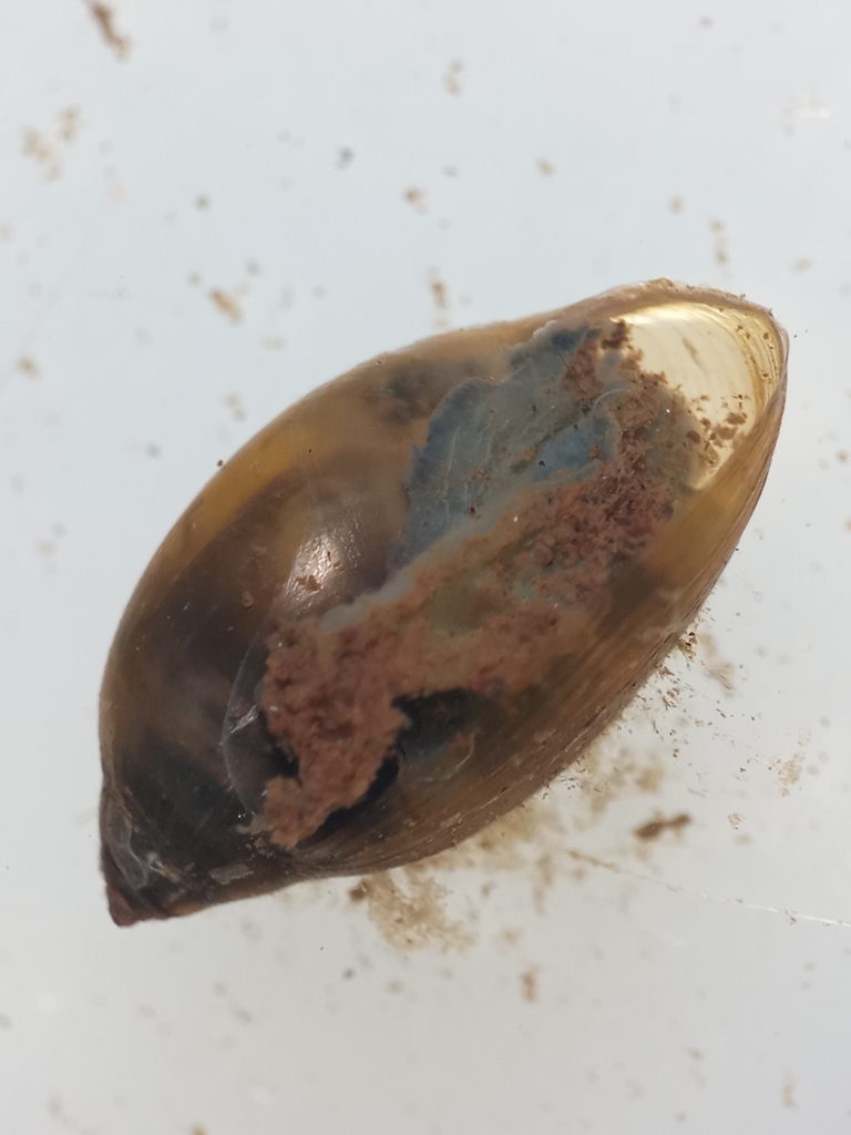 Marbled physa