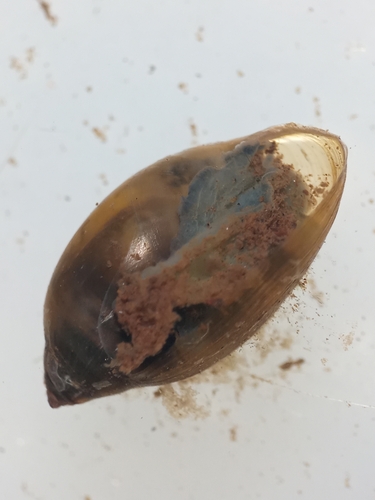 Marbled physa