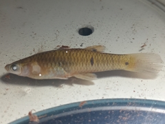 Three Point Toothcarp photo 1