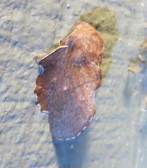 Phyllodesma occidentis