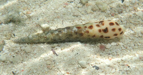 Chocolate spotted auger