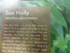 Acanthus ebracteatus