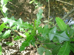 Acanthus ebracteatus