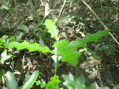 Acanthus ebracteatus