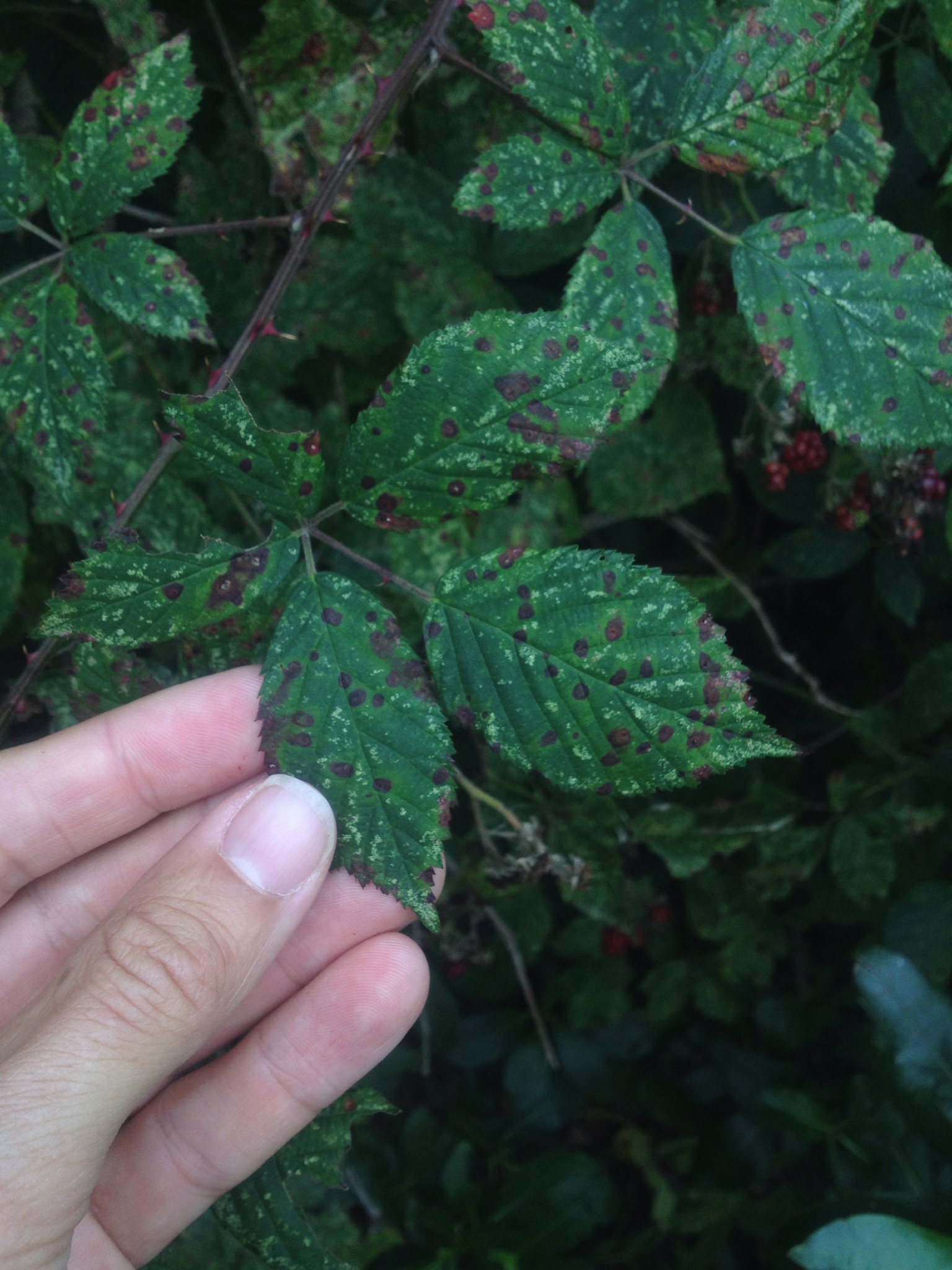 Phragmidium violaceum image
