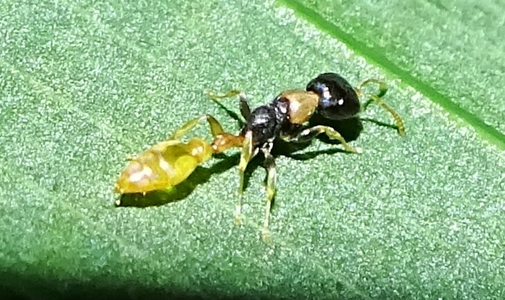 Pseudomyrmex distinctus