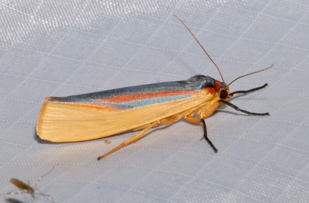Agylla auraria