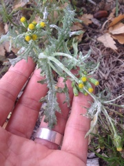 Golovinomyces fischeri