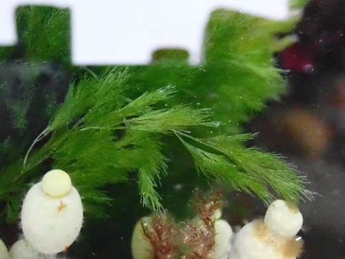 Lychaete feredayi observed 2023-11-13