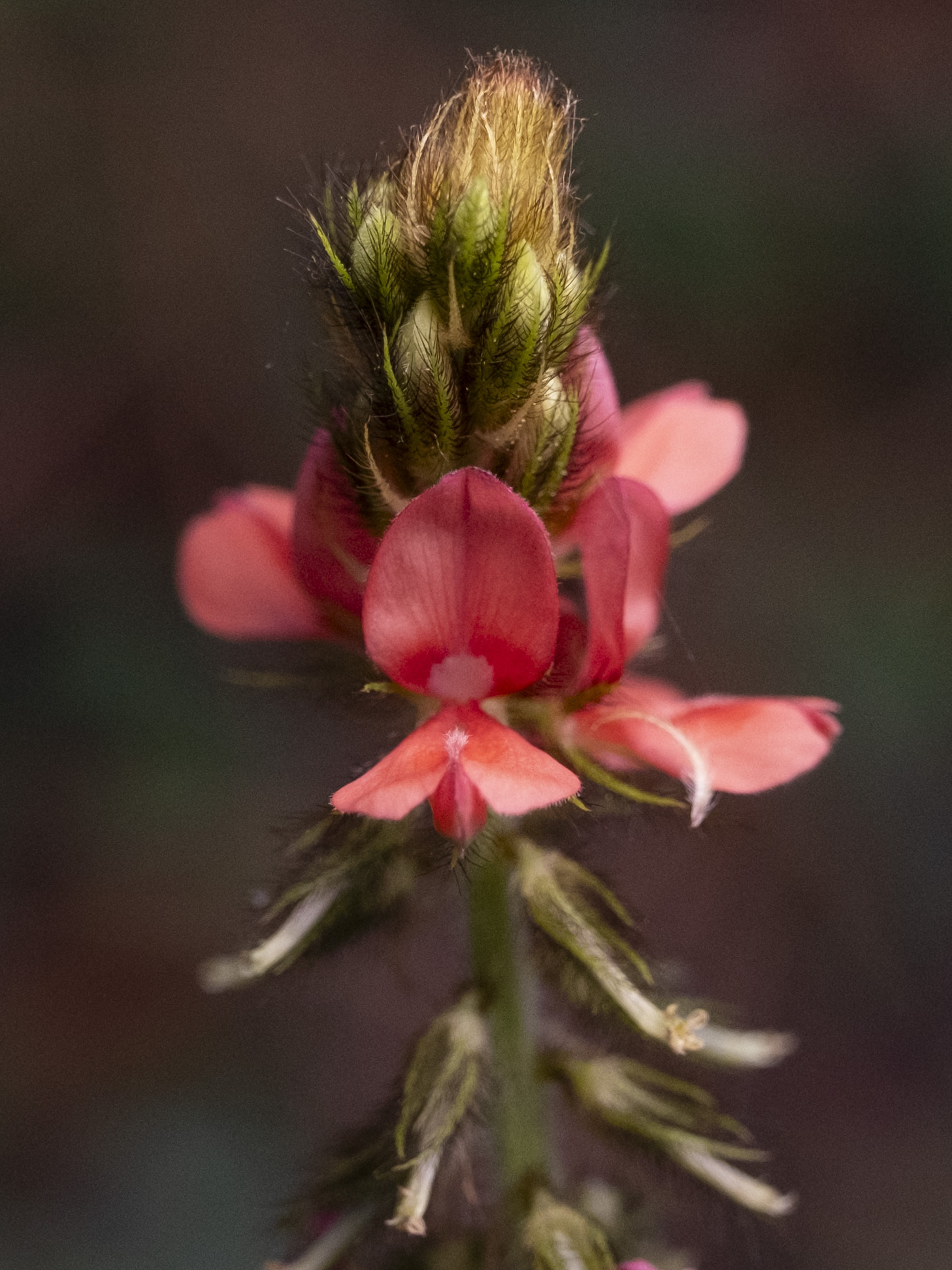 Indigofera hirsuta
