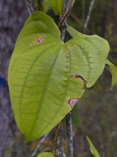 Water yam (Dioscorea alata)