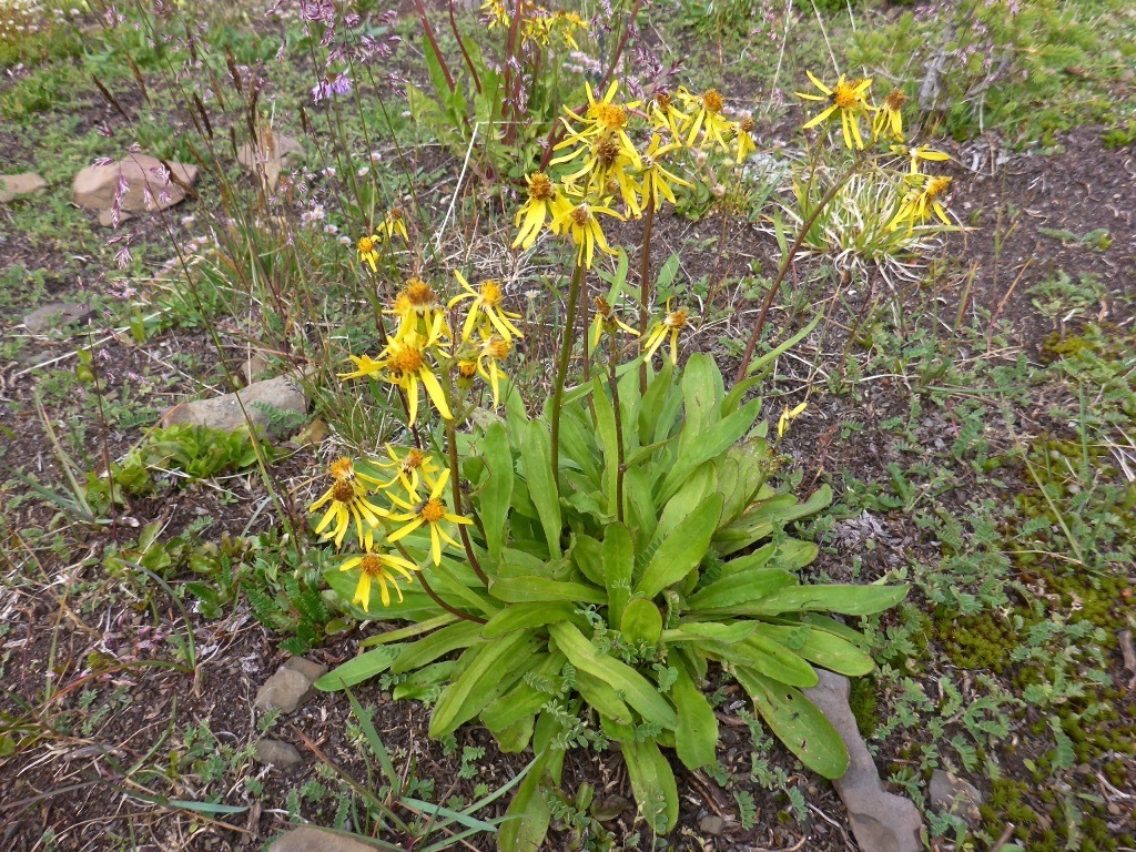 Senecio lugens