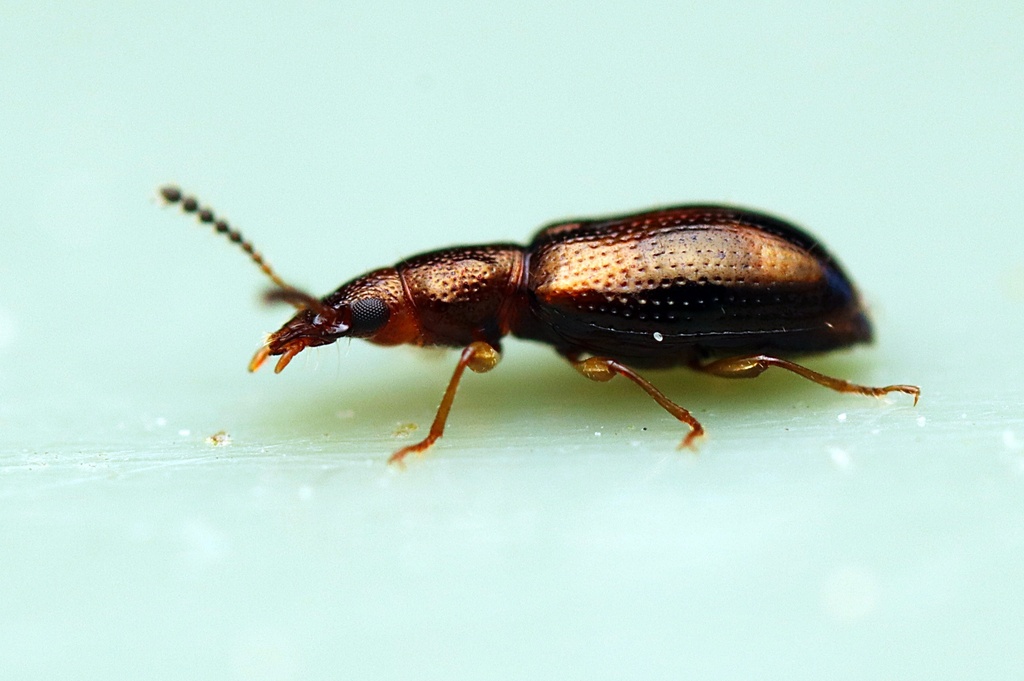 Hippopotamus Beetles from Kaeo, New Zealand on November 3, 2022 at 06: ...