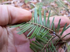 Abies balsamea image