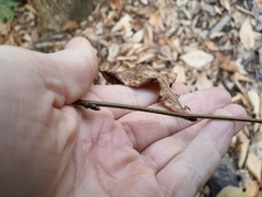 Ostrya virginiana image
