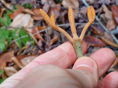 Viburnum lantanoides image