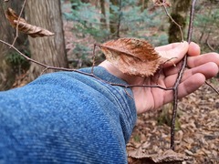 Ostrya virginiana image