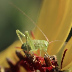 Obolopteryx catinata