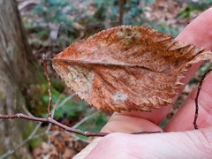 Ostrya virginiana image