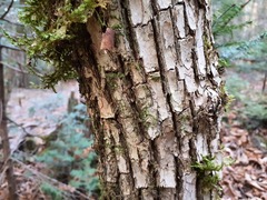 Ostrya virginiana image