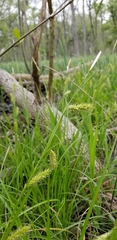 Carex cherokeensis