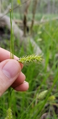 Carex cherokeensis