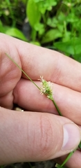 Carex complanata