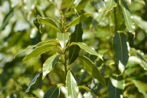 Image of Ocotea acutifolia by (c) Andrea Gantzer, some rights reserved (CC BY)