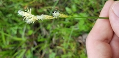Carex longii