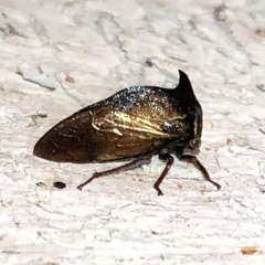 Stictocephala stimulea