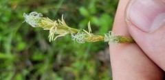 Carex longii